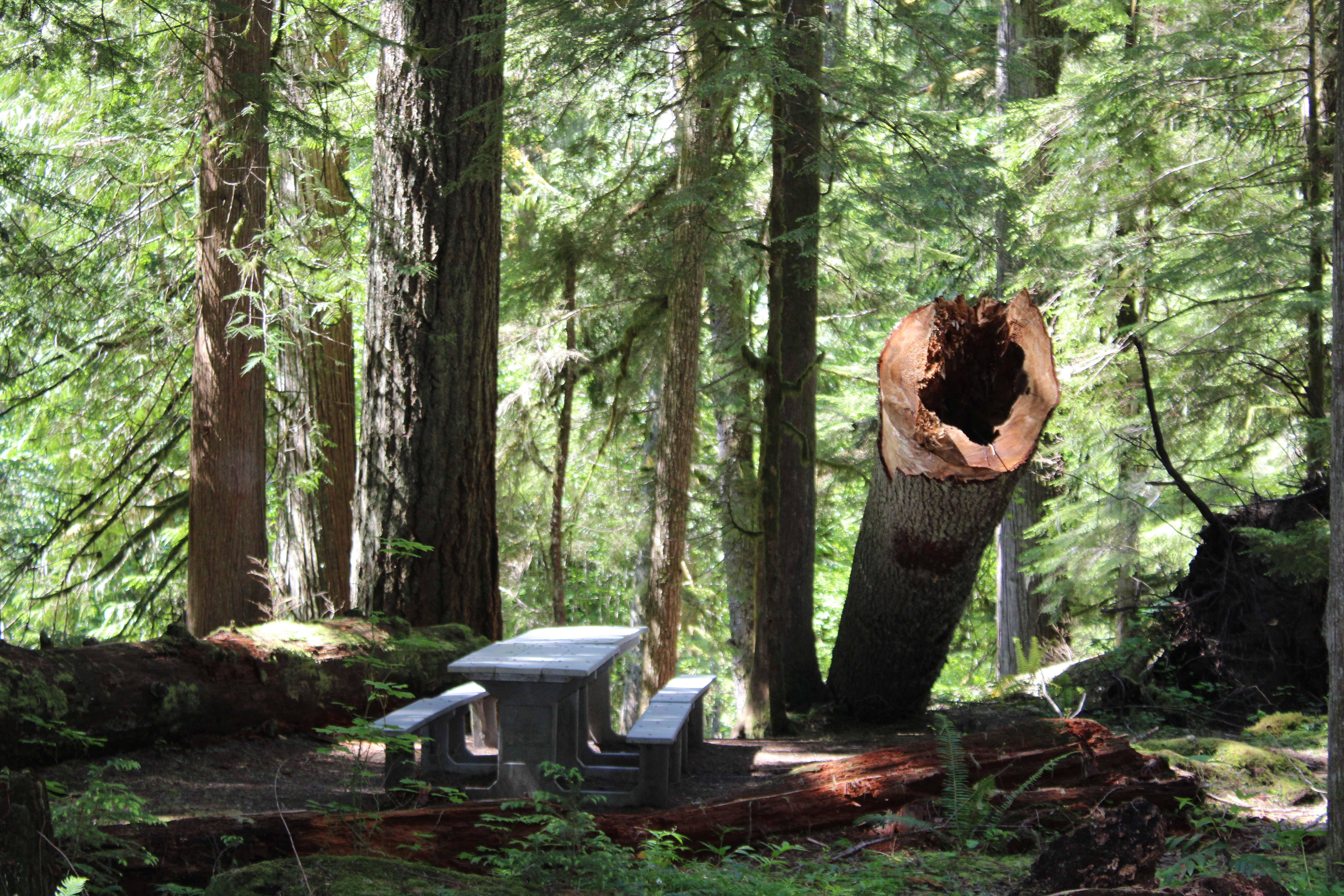 Empty wooden picnic table among tall trees and a broken tree trunk in a forest park